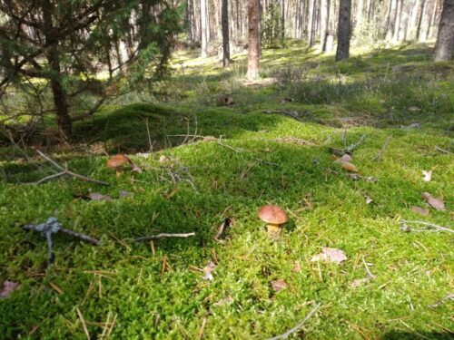 Коттедж № 270