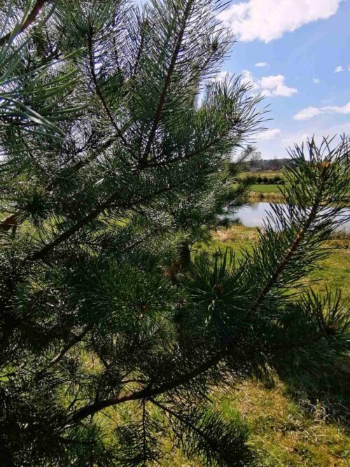 Коттедж № 4