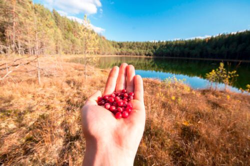 Коттедж № 222