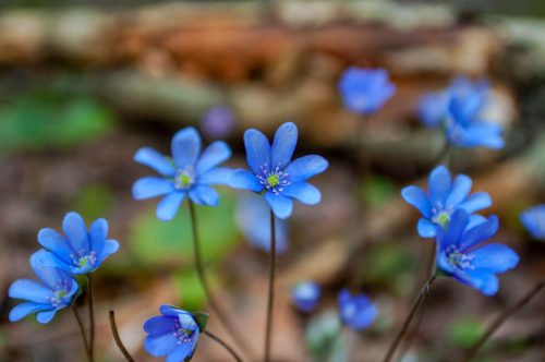 Коттедж № 222