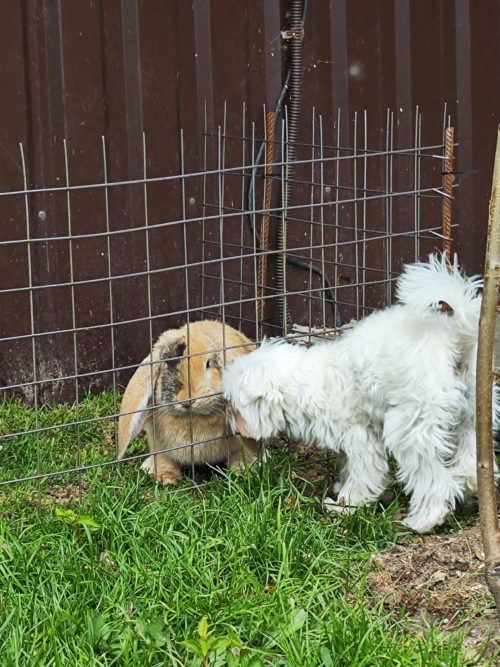 Коттедж № 206