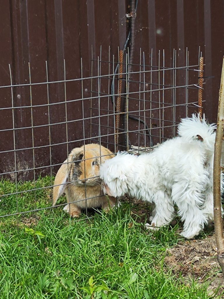 Коттедж № 206