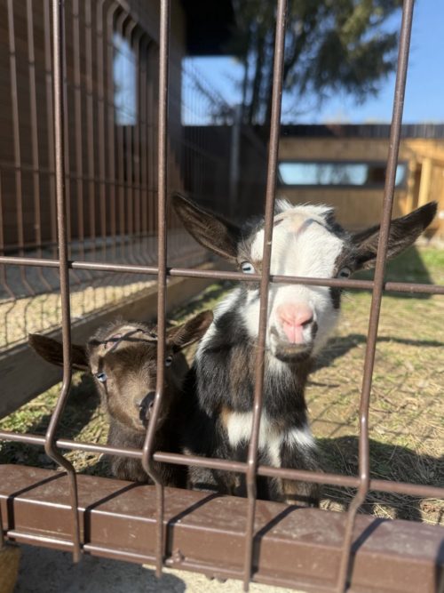 Коттедж № 206