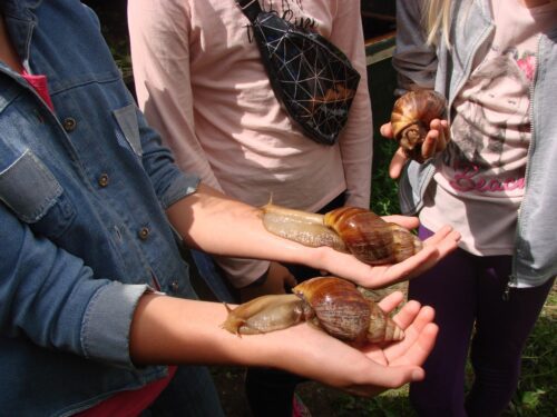 Коттедж № 145