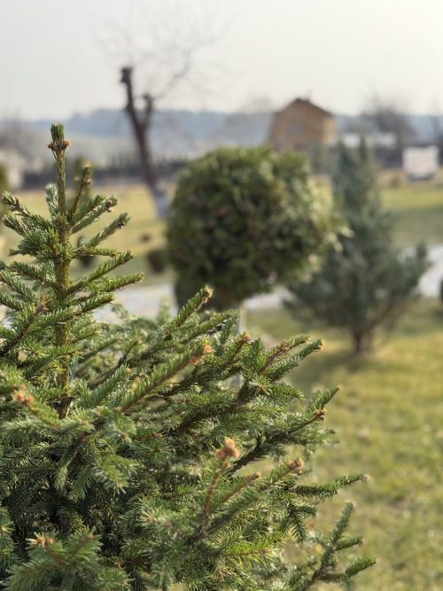 Коттедж № 155