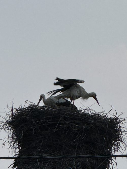 Коттедж № 155