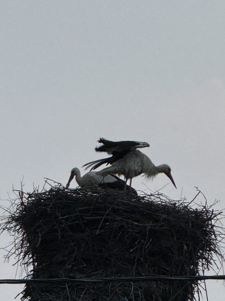 Коттедж № 155