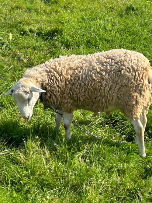 Коттедж № 134