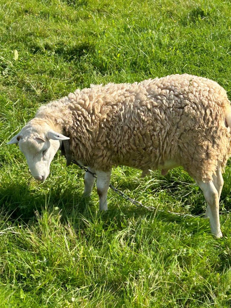 Коттедж № 134