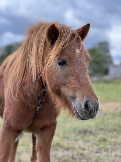 Коттедж № 4