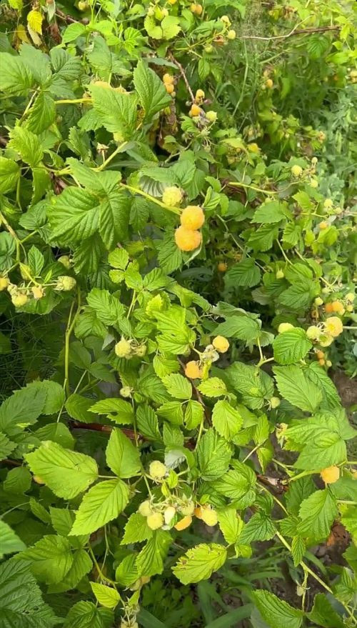 Коттедж № 4