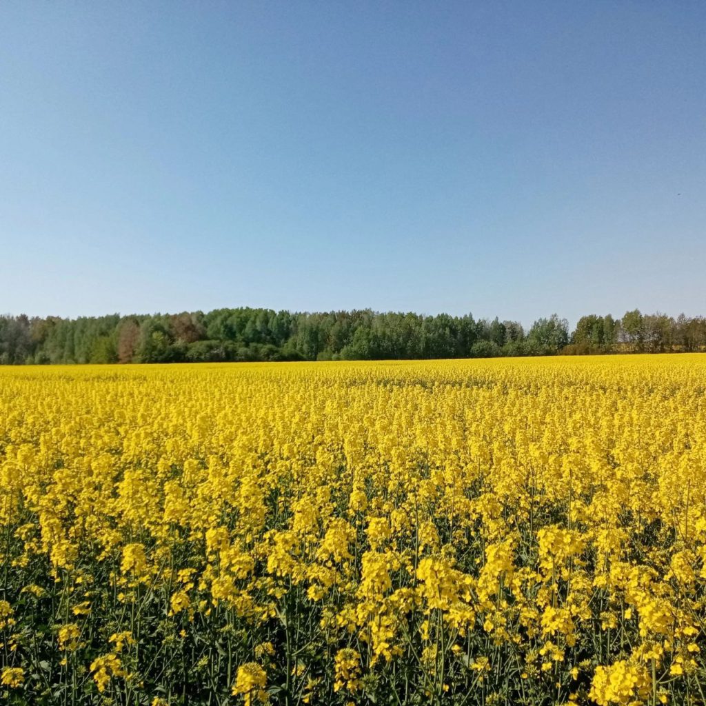 Коттедж № 57