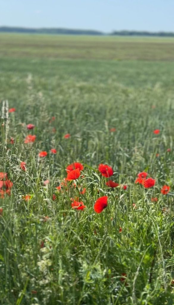 Коттедж № 57