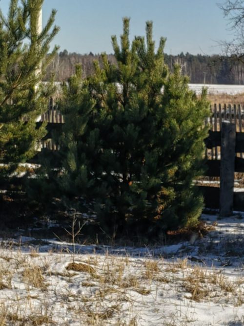 Коттедж № 7