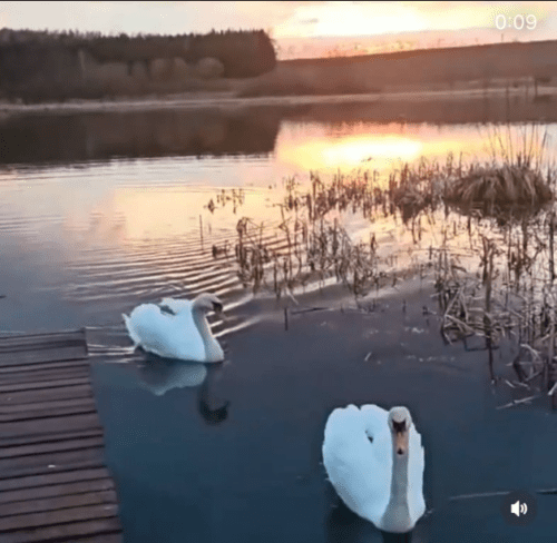 Коттедж № 5