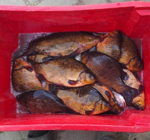 Коттедж № 43