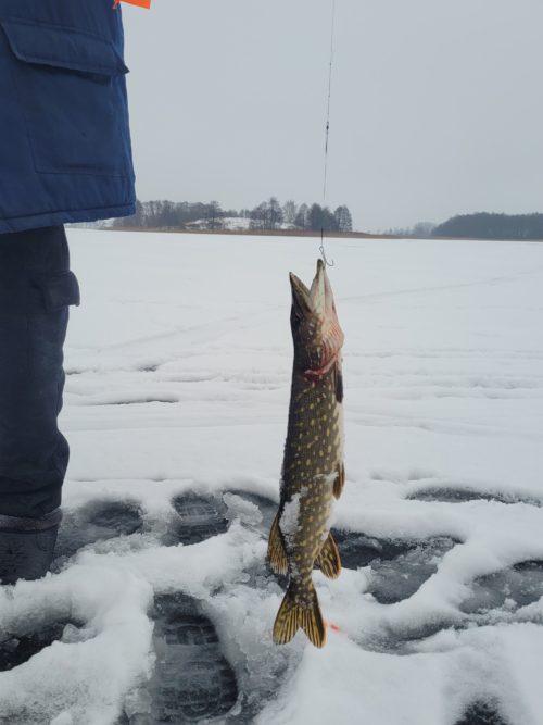 Коттедж № 21