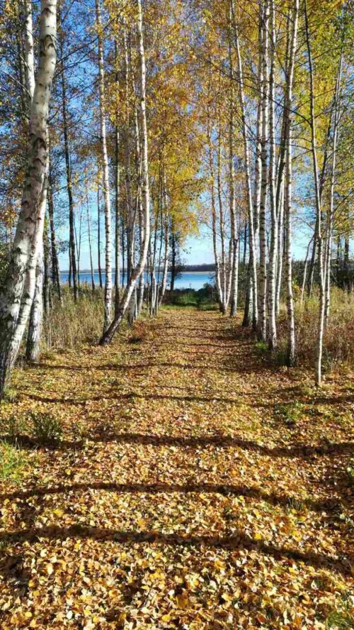 Коттедж № 81