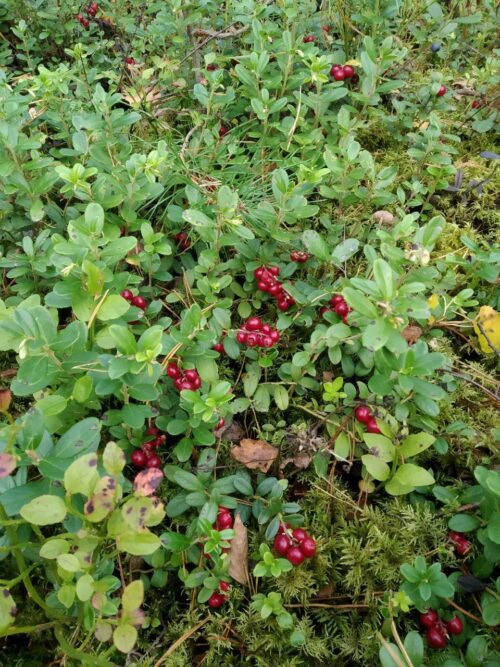 Коттедж № 307